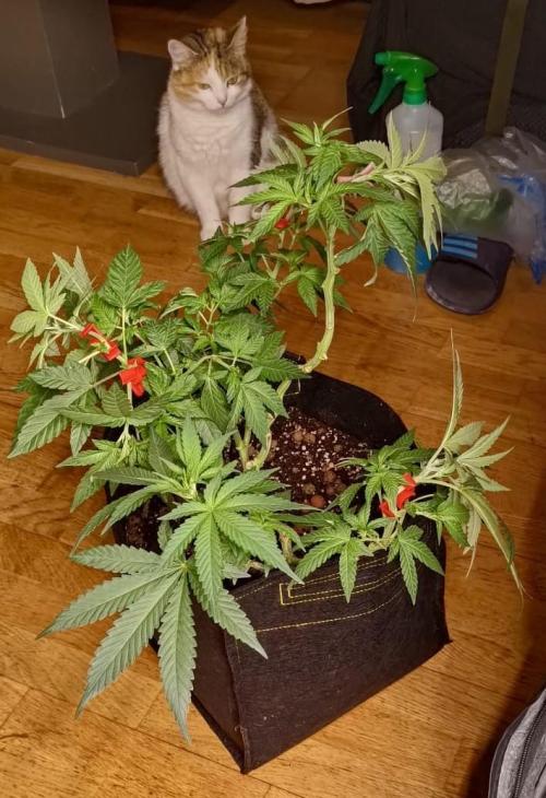 Original Gangster Queen. Week 10