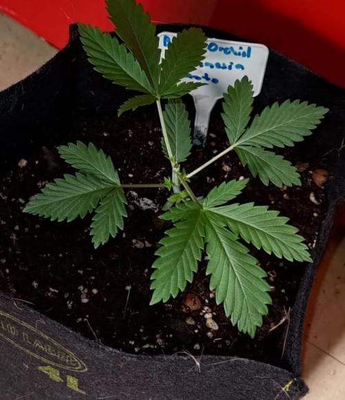 Stinking orchid. Week 4