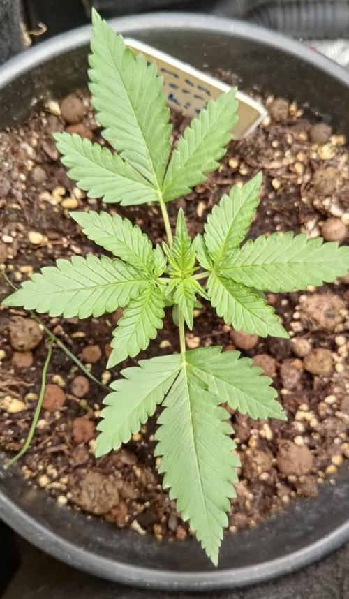 Lemon Cherry Cookies Auto. Week 3