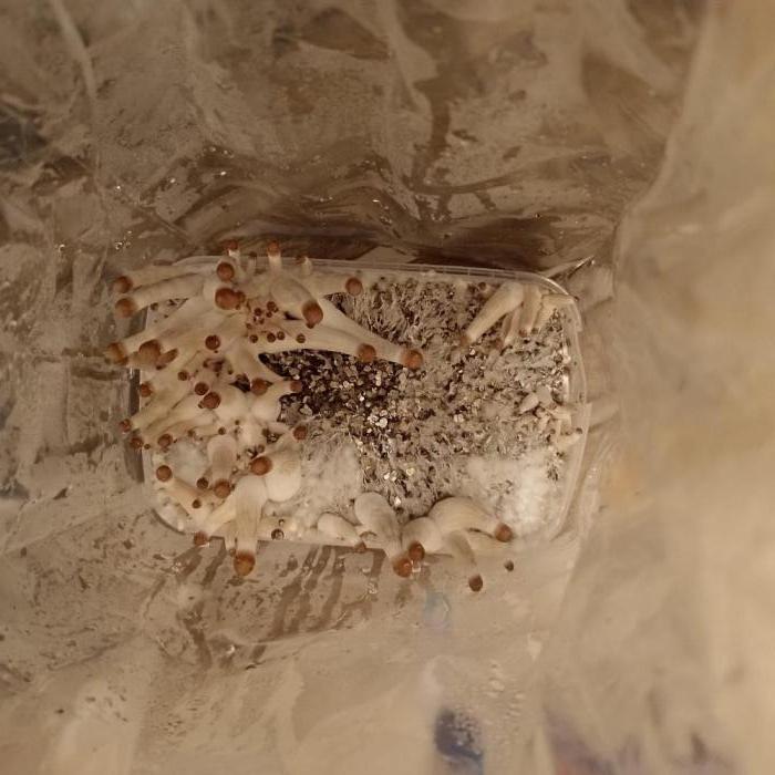 Erster Zauberpilz. Week 2