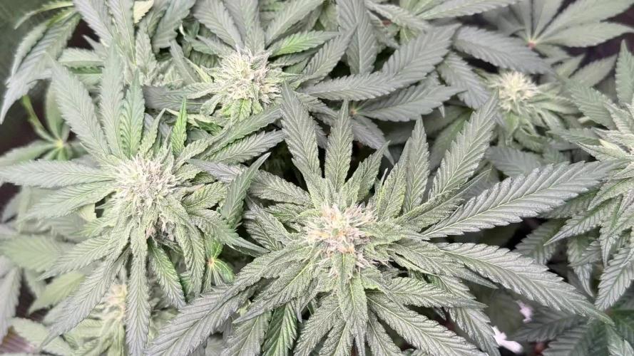 FastBuds