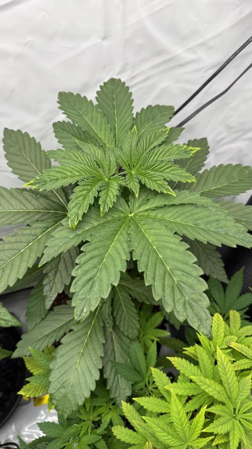 Fastbuds. Week 5 - Fastbuds 