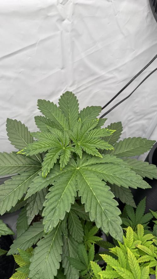 Fastbuds. Week 5 - Fastbuds 