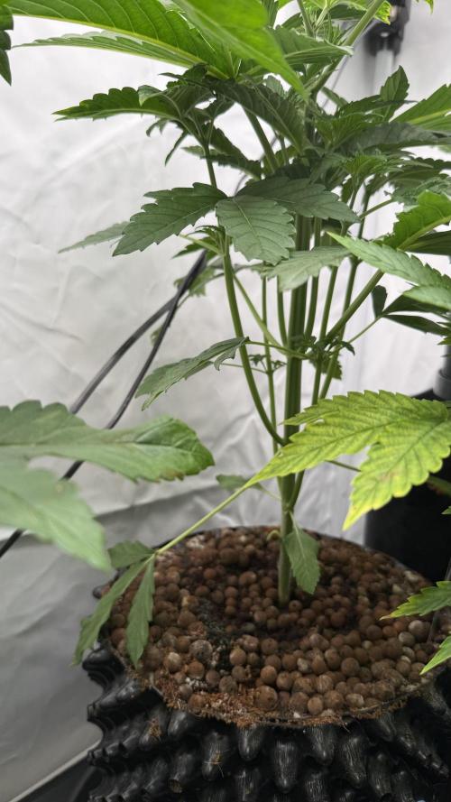 Fastbuds. Week 5 - Fastbuds 