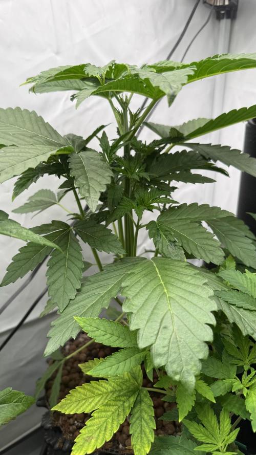 Fastbuds. Week 5 - Fastbuds 