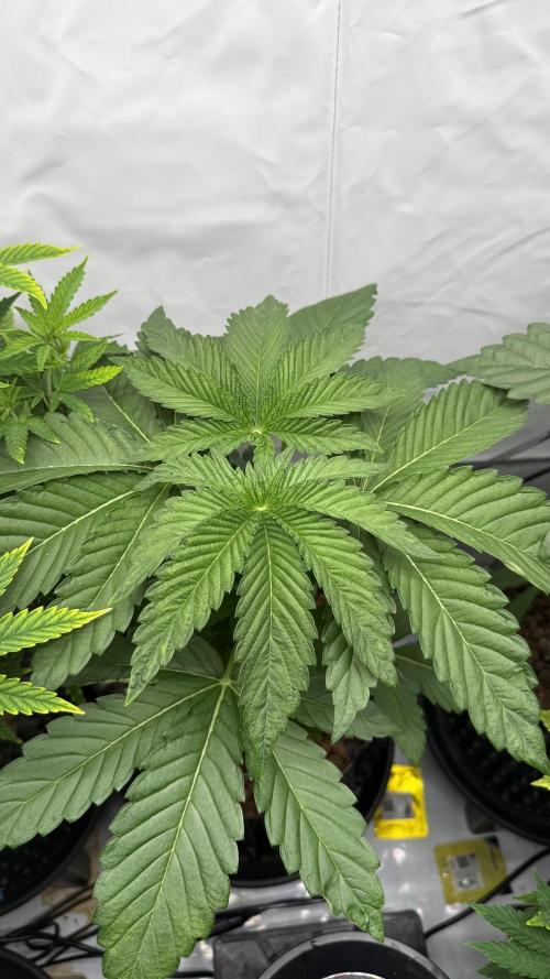 Fastbuds. Week 5 - Fastbuds 