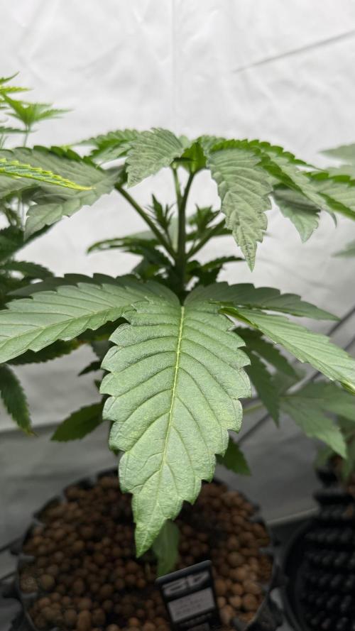 Fastbuds. Week 5 - Fastbuds 