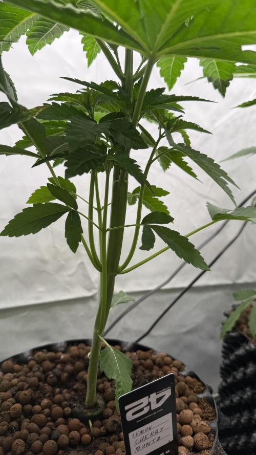 Fastbuds. Week 5 - Fastbuds 