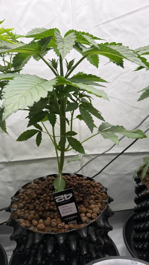 Fastbuds. Week 5 - Fastbuds 