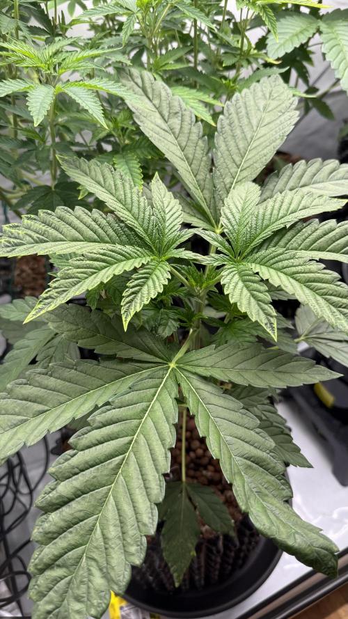 Fastbuds. Week 5 - Fastbuds 