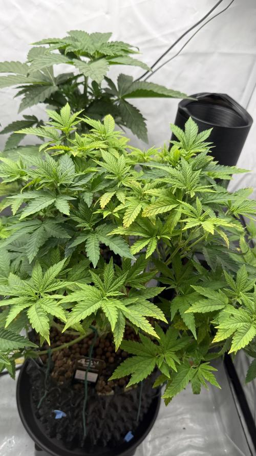 Fastbuds. Week 8 - Fastbuds 