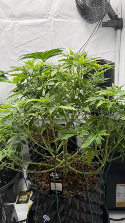 Fastbuds. Week 8 - Fastbuds 