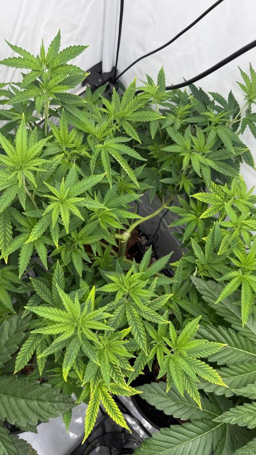 Fastbuds. Week 8 - Fastbuds 