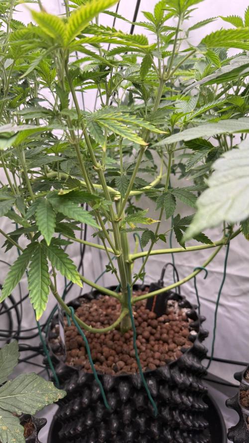 Fastbuds. Week 8 - Fastbuds 