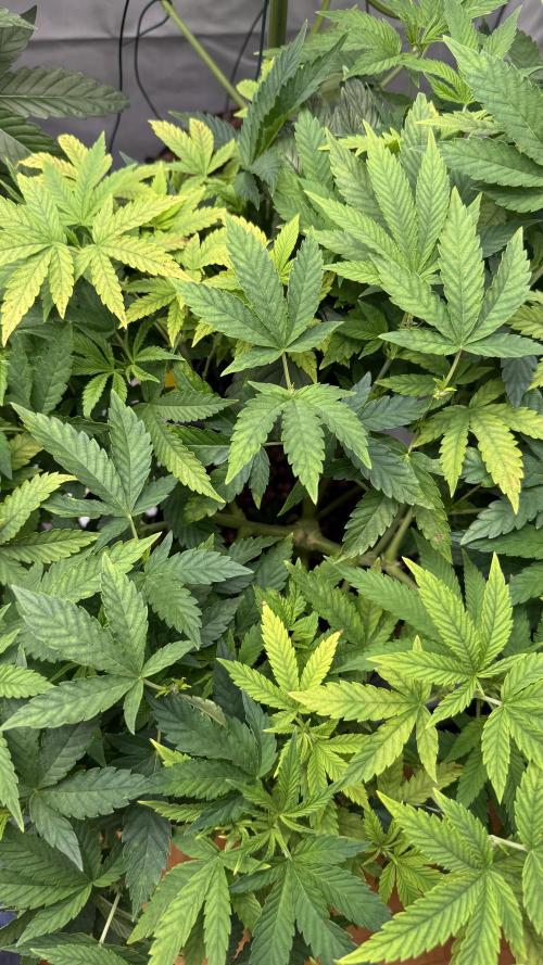 Fastbuds. Week 9 - Fastbuds 