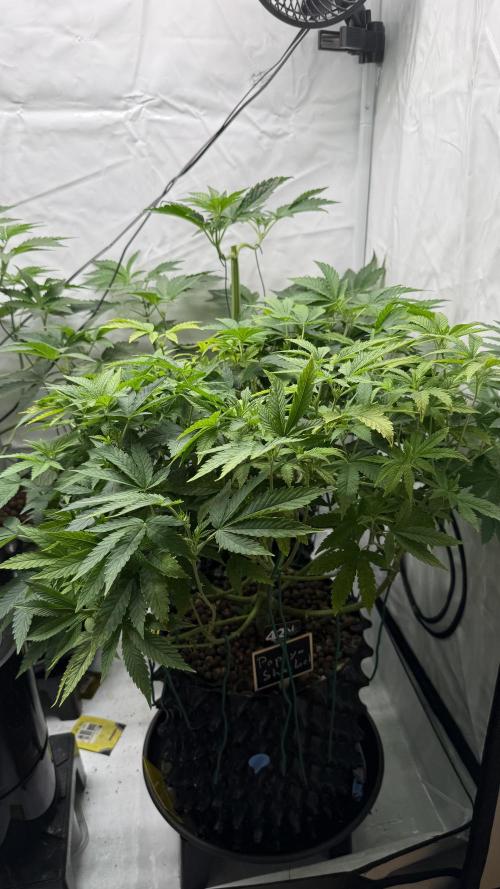 Fastbuds. Week 9 - Fastbuds