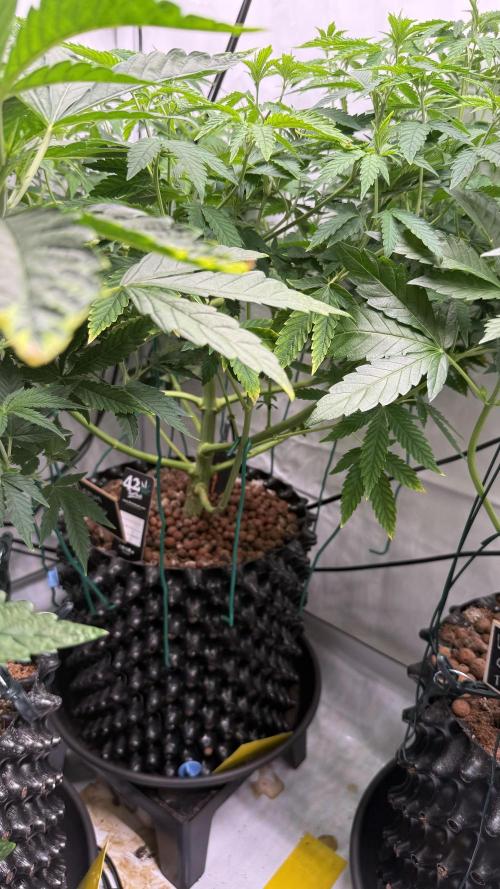 Fastbuds. Week 9 - Fastbuds