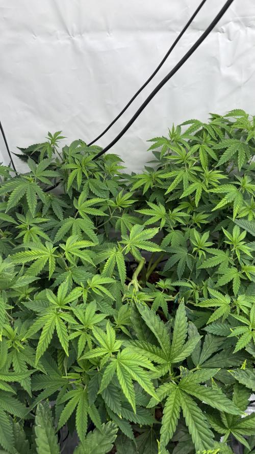 Fastbuds. Week 9 - Fastbuds