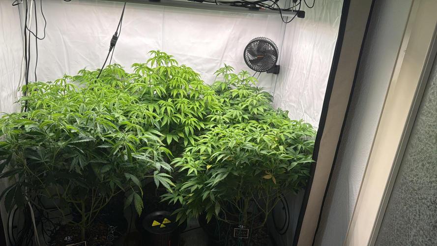 Fastbuds. Week 10 - Fastbuds 