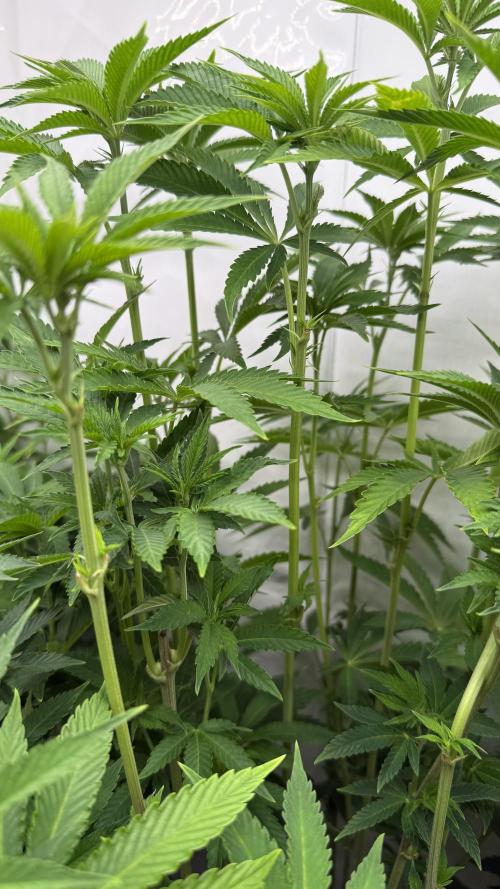 Fastbuds. Week 11 - Fastbuds 