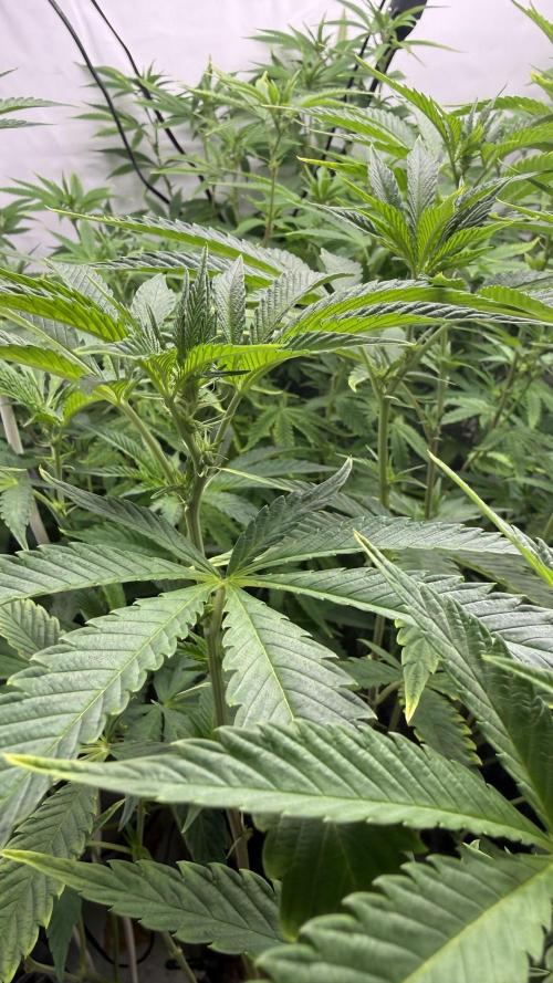 Fastbuds. Week 11 - Fastbuds 