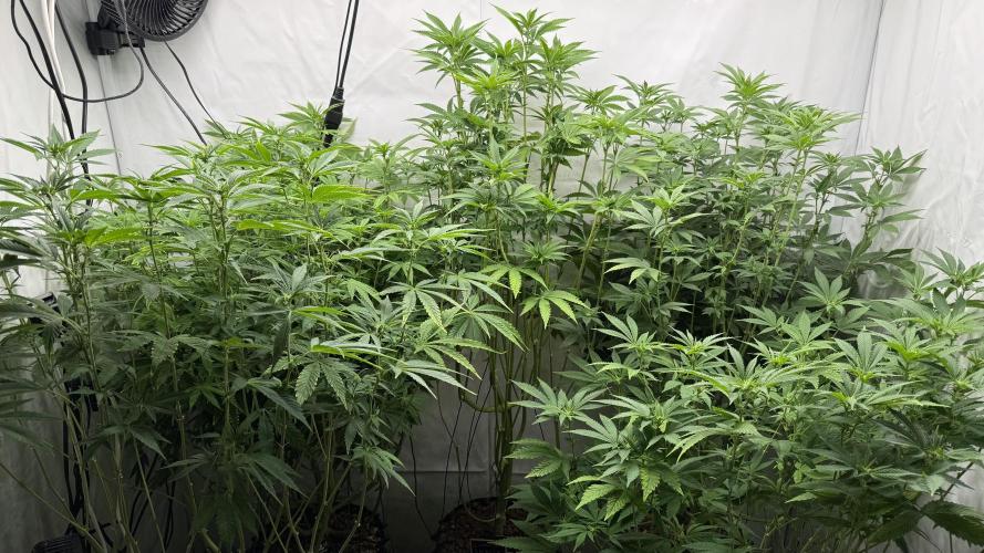 Fastbuds. Week 11 - Fastbuds 