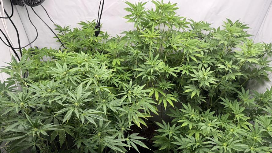 Fastbuds. Week 11 - Fastbuds 