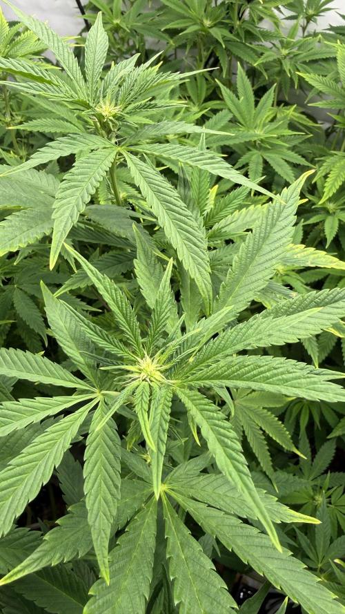 Fastbuds. Week 11 - Fastbuds 