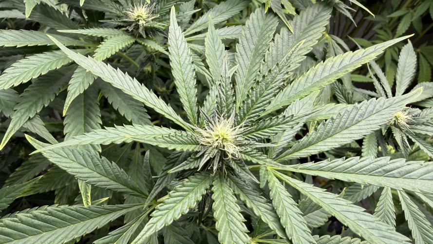 Fastbuds. Week 12 - Fastbuds 