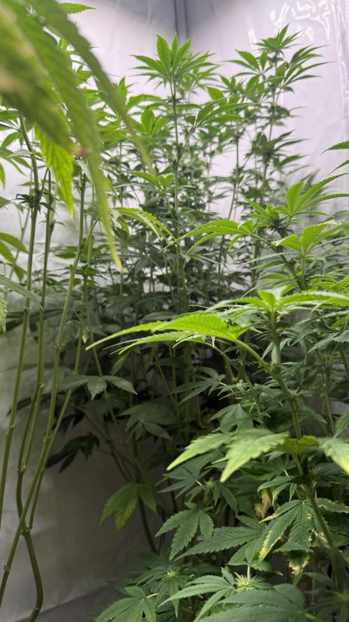 Fastbuds. Week 12 - Fastbuds 