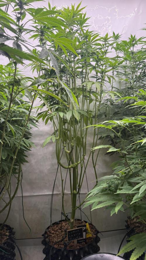 Fastbuds. Week 12 - Fastbuds 