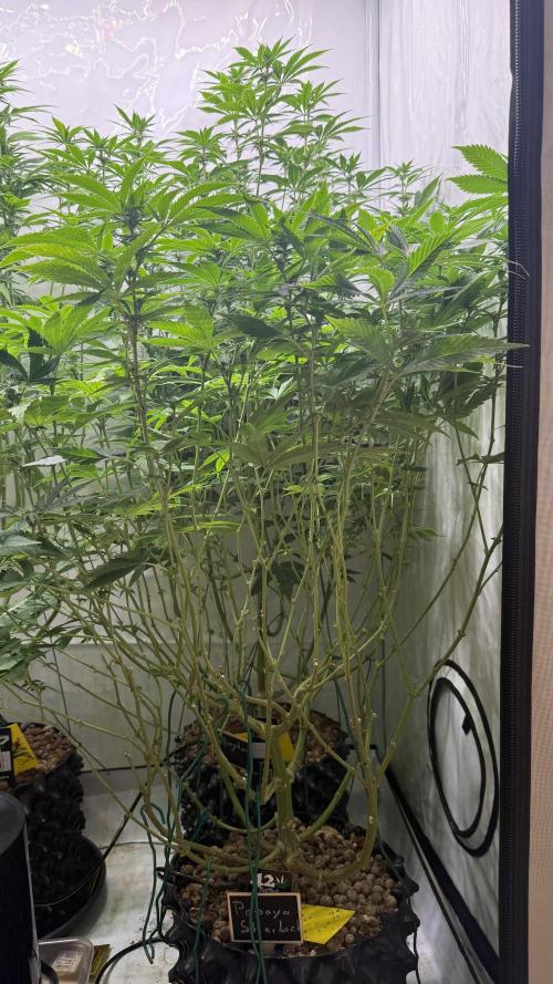 Fastbuds. Week 12 - Fastbuds 