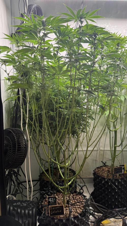 Fastbuds. Week 12 - Fastbuds 