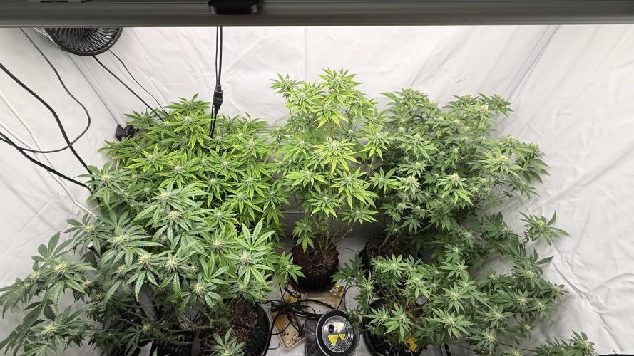 Fastbuds. Week 13 - Fastbuds 