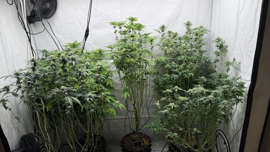 Fastbuds. Week 13 - Fastbuds 