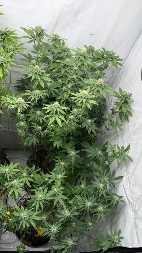 Fastbuds. Week 13 - Fastbuds 