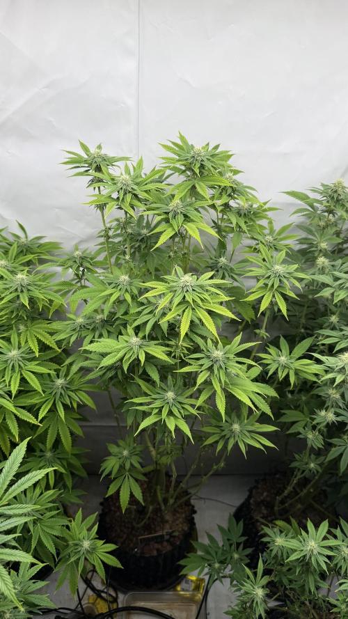 Fastbuds. Week 13 - Fastbuds 