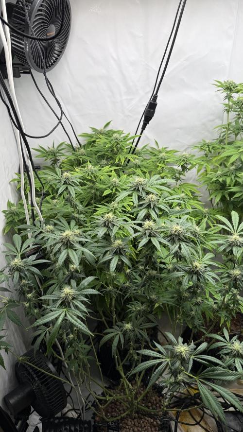 Fastbuds. Week 13 - Fastbuds 