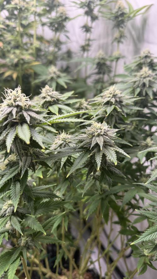 Fastbuds. Week 14 - Fastbuds 