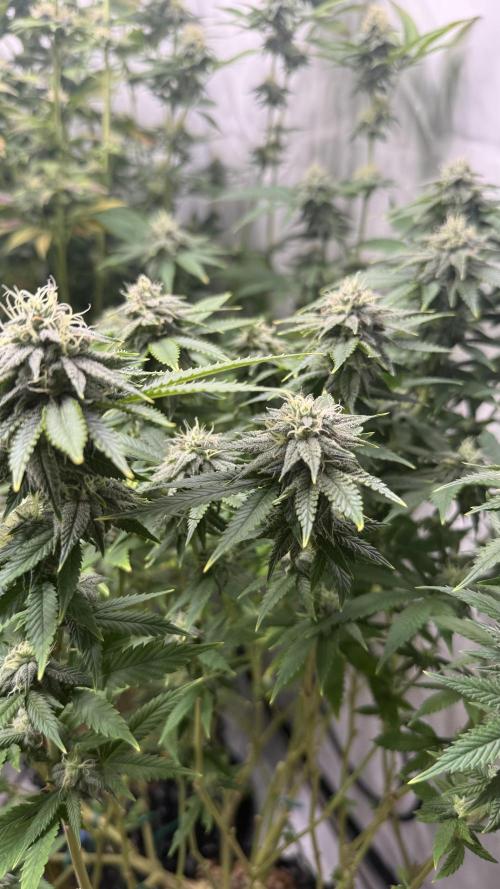 Fastbuds. Week 14 - Fastbuds 