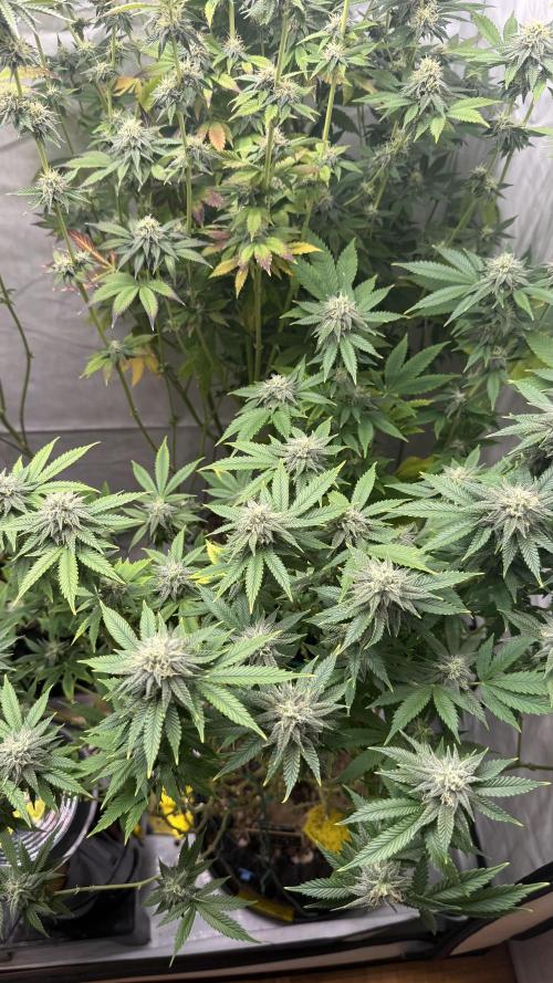 Fastbuds. Week 14 - Fastbuds 