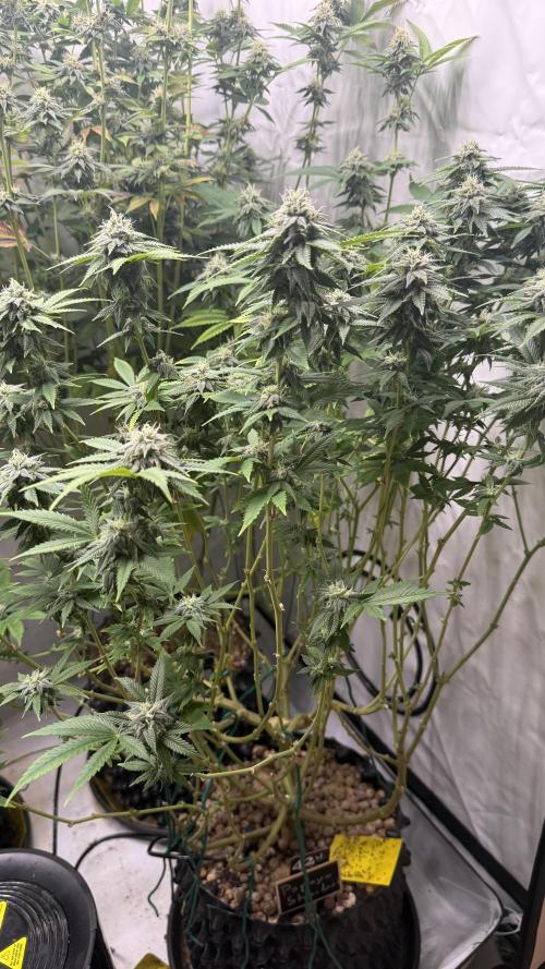 Fastbuds. Week 14 - Fastbuds 