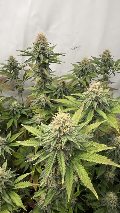 Fastbuds. Week 14 - Fastbuds 