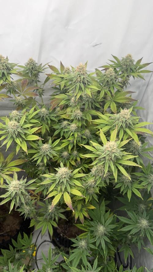 Fastbuds. Week 14 - Fastbuds 