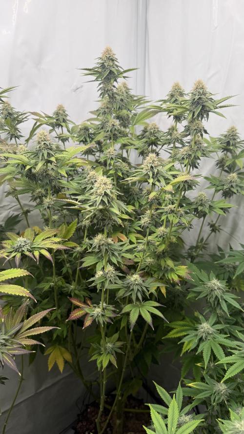 Fastbuds. Week 14 - Fastbuds 