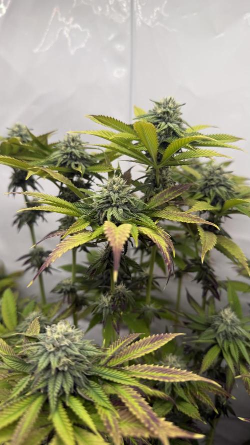 Fastbuds. Week 14 - Fastbuds 