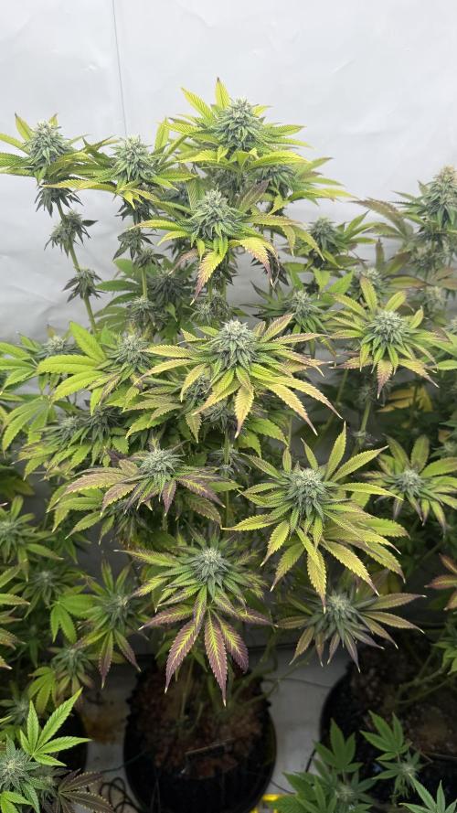 Fastbuds. Week 14 - Fastbuds 