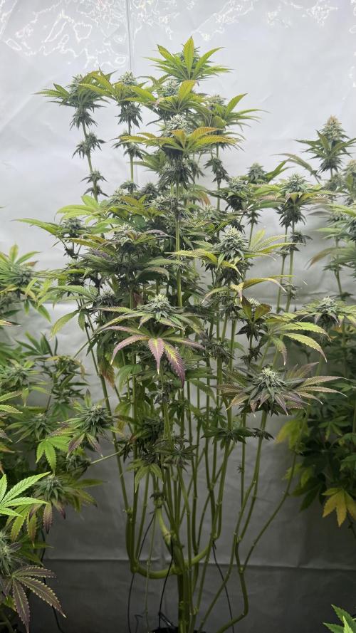 Fastbuds. Week 14 - Fastbuds 