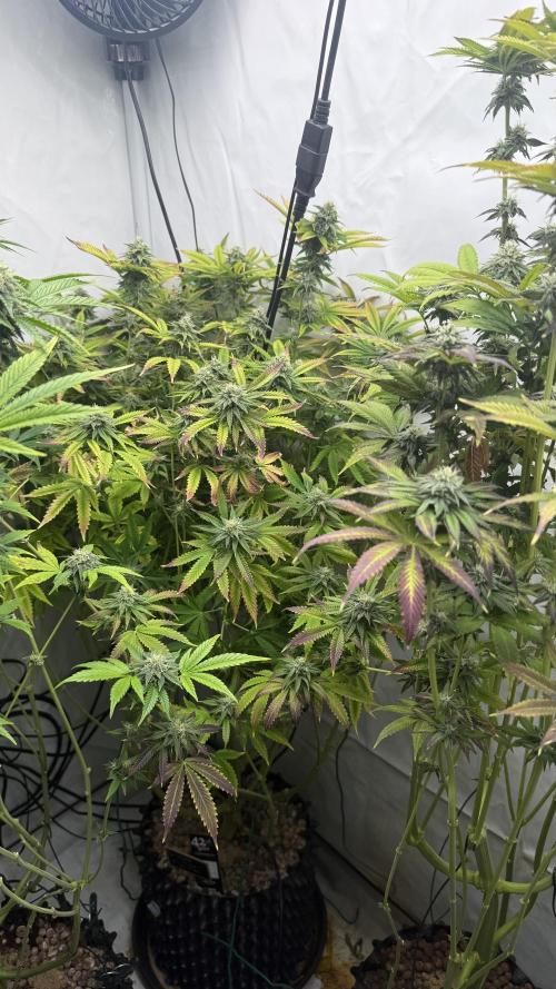 Fastbuds. Week 14 - Fastbuds 