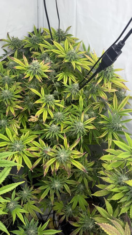 Fastbuds. Week 14 - Fastbuds 